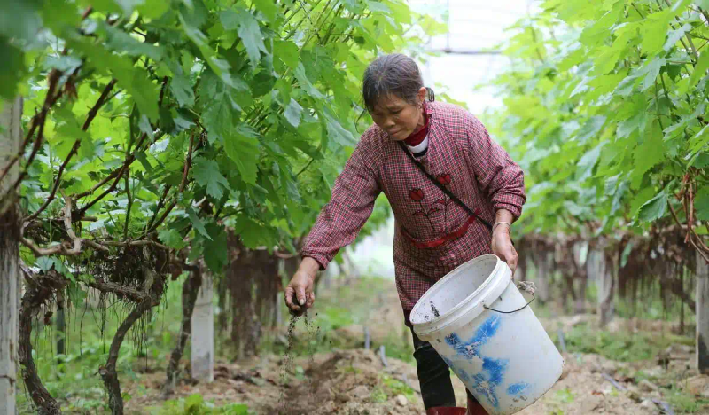 葡萄种植技术与管理