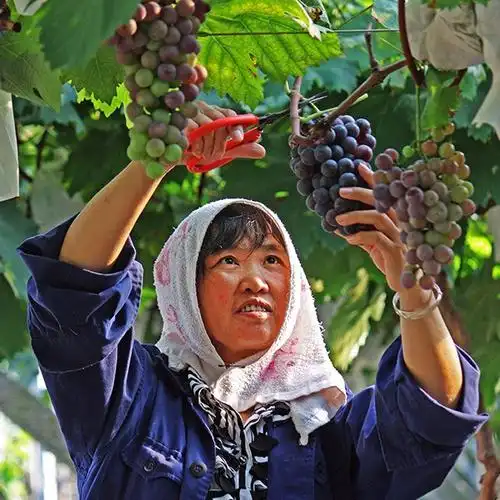 葡萄种植技术与管理