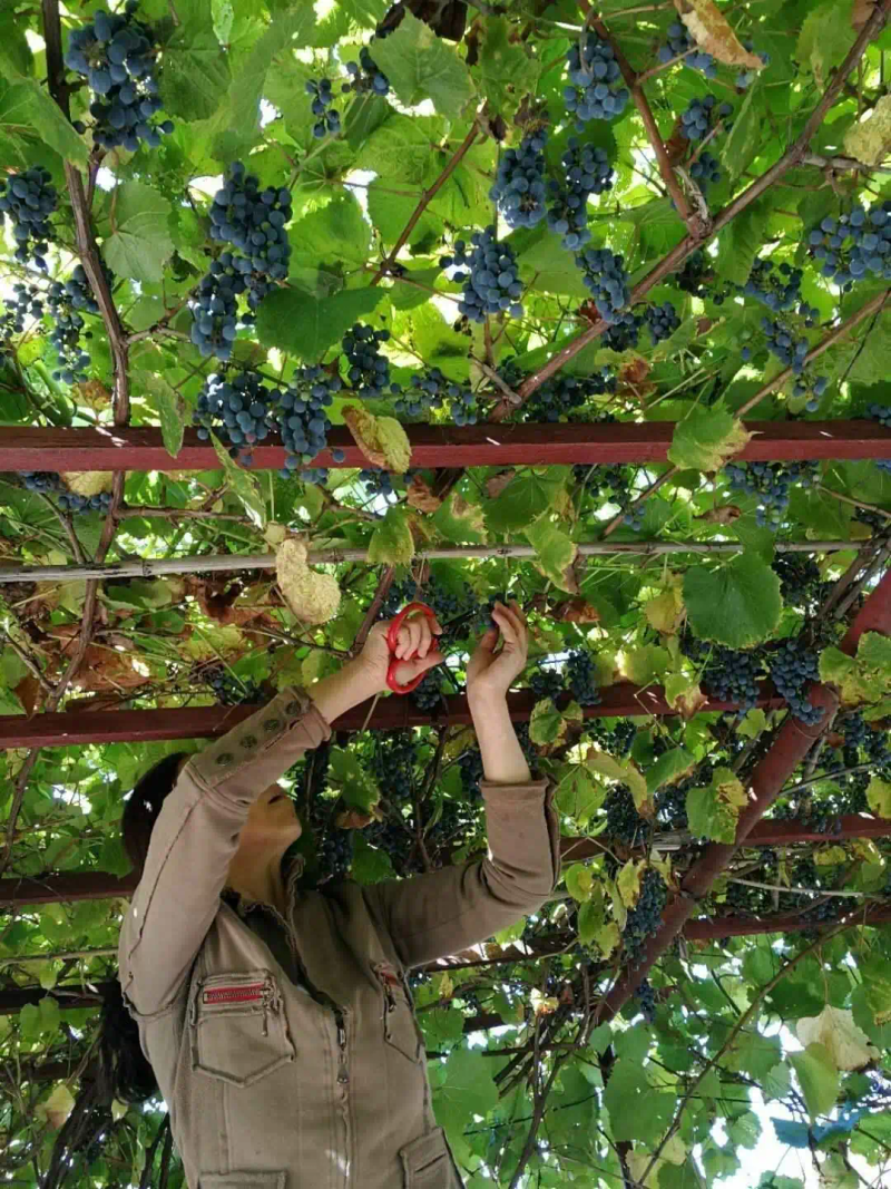 葡萄种植技术与管理
