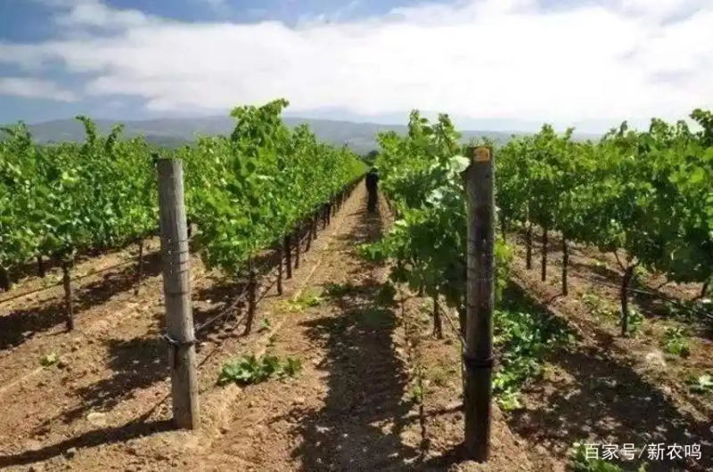 葡萄种植技术与管理