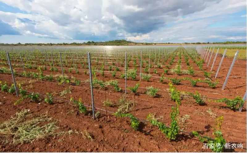 葡萄种植技术与管理