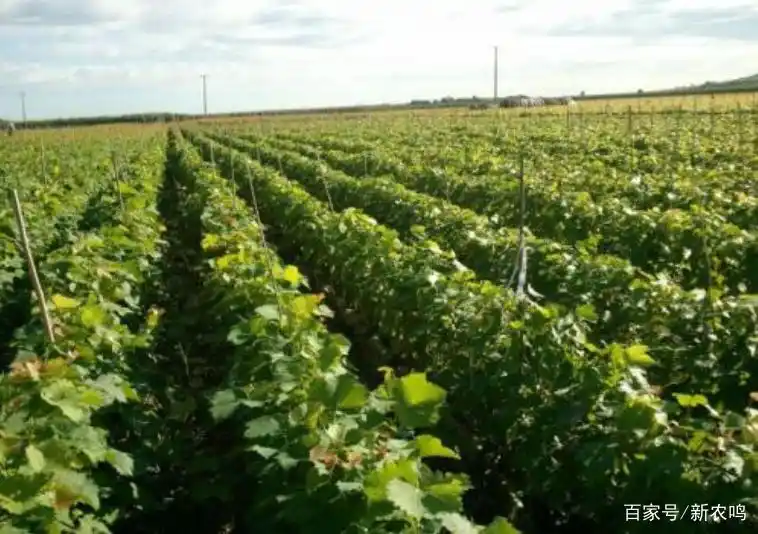 葡萄种植技术与管理