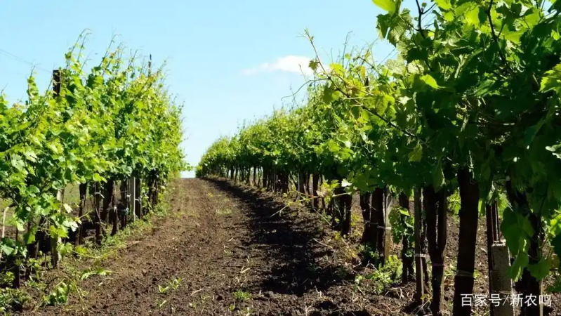 葡萄种植技术与管理