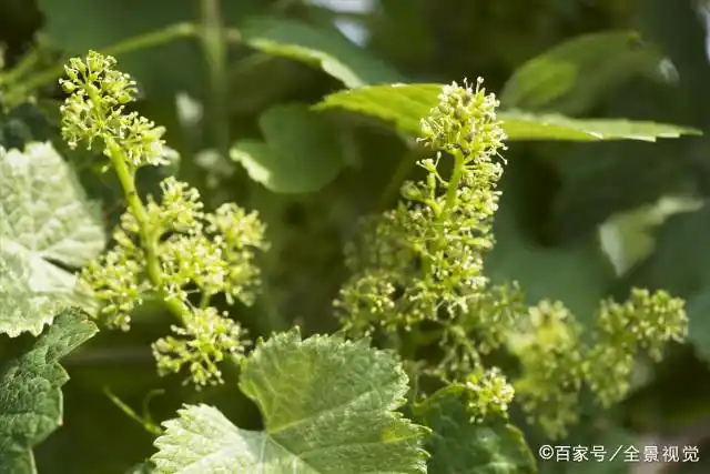 葡萄种植技术与管理