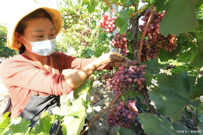 葡萄种植技术与管理