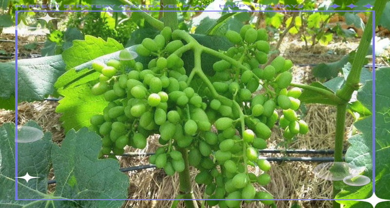 葡萄种植技术与管理