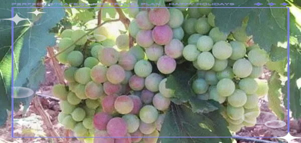 葡萄种植技术与管理