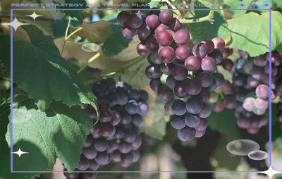 葡萄种植技术与管理