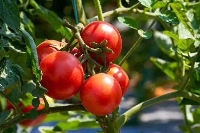 Tomato production technology video