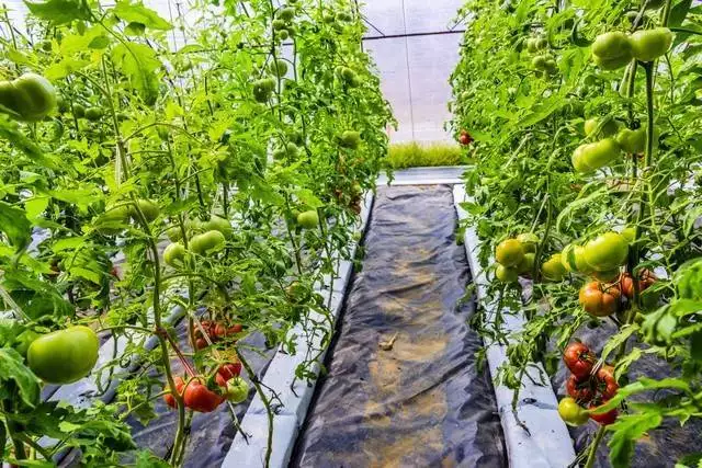 Tomato production technology video