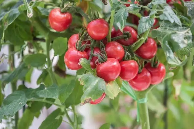 Tomato production technology video