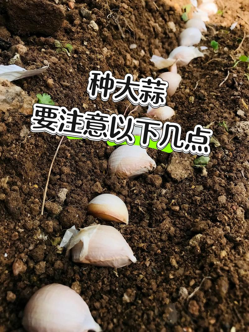 青蒜反季节种植技术