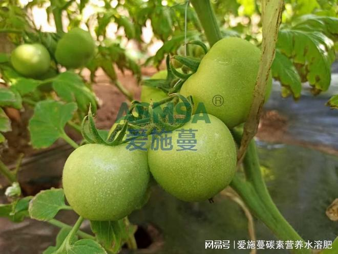 番茄种植技术视频