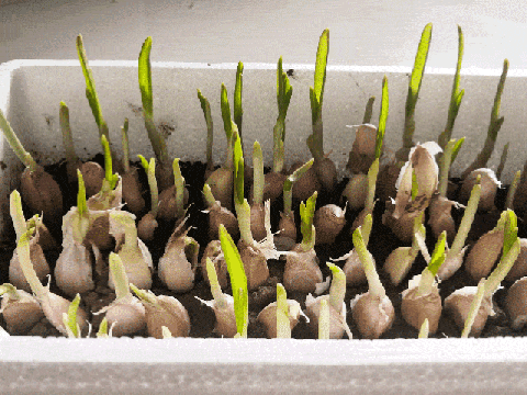 青蒜反季节种植技术