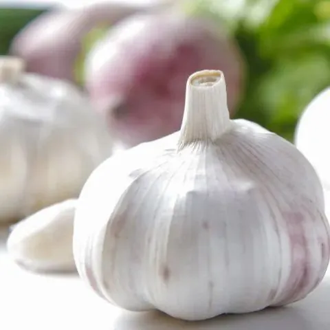 青蒜反季节种植技术