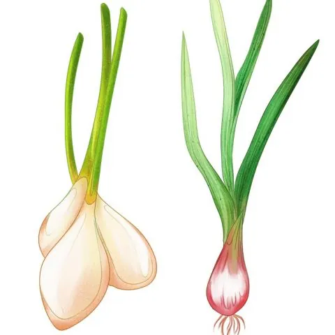 青蒜反季节种植技术