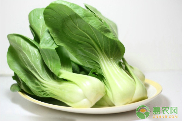 油菜心种植技术和管理