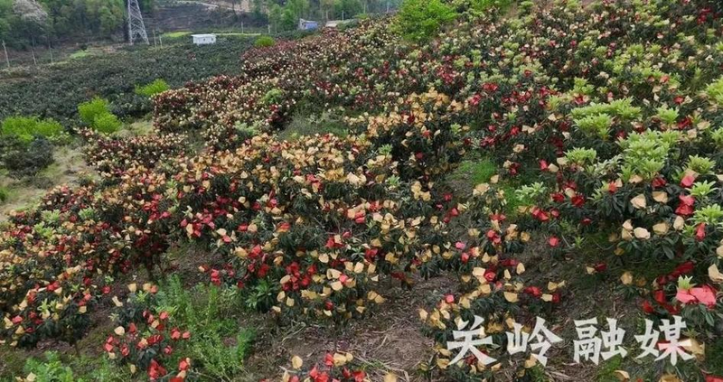 枇杷苗种植技术