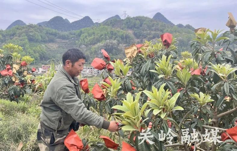 枇杷苗种植技术