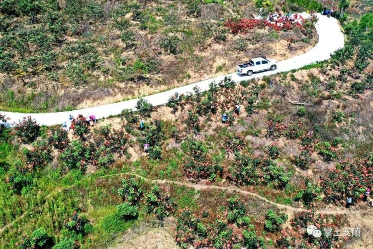 枇杷苗种植技术