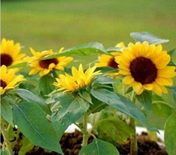 The method of planting a small plant