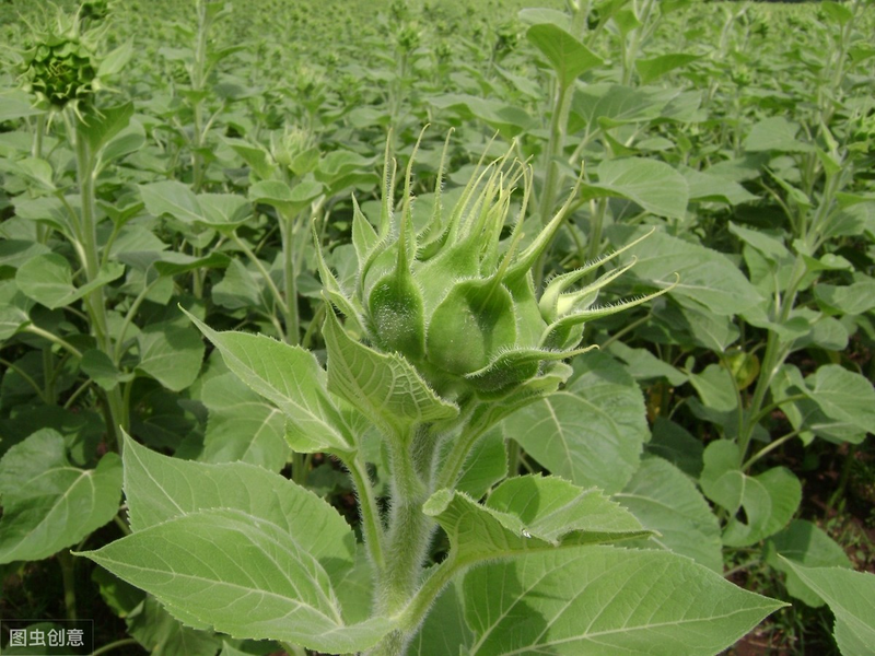 The method of planting a small plant