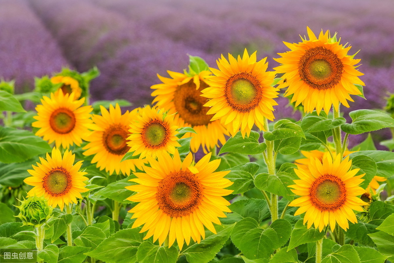 The method of planting a small plant