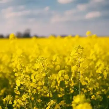 Oil and vegetable heart growing techniques and management