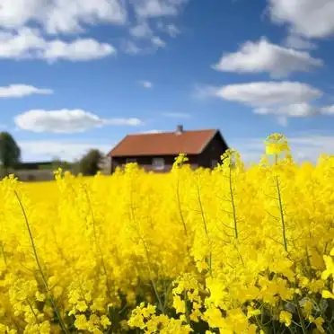 Oil and vegetable heart growing techniques and management
