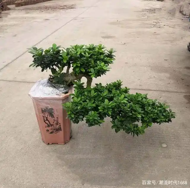 榕树种植方法