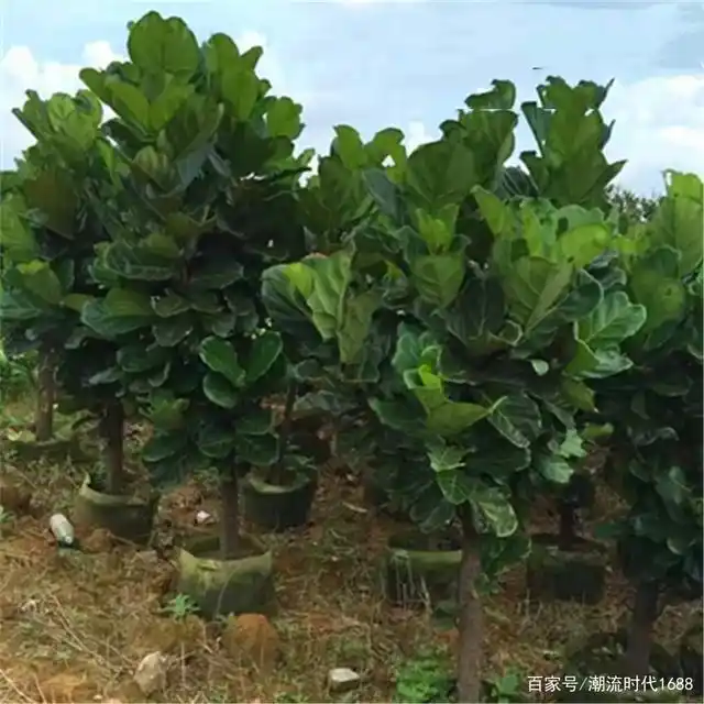 榕树种植方法