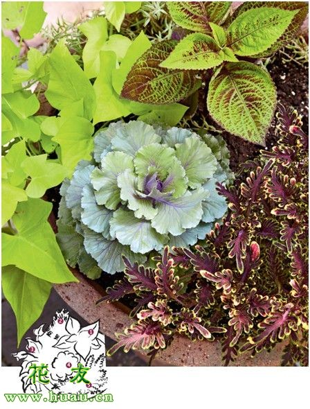 The method of planting a small plant