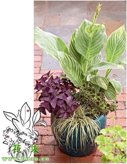 The method of planting a small plant