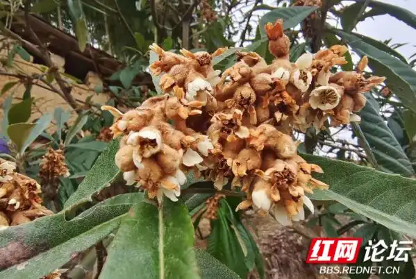 Plantation techniques