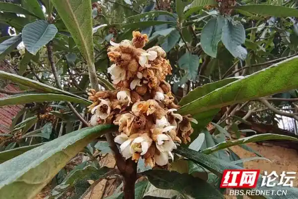 Plantation techniques