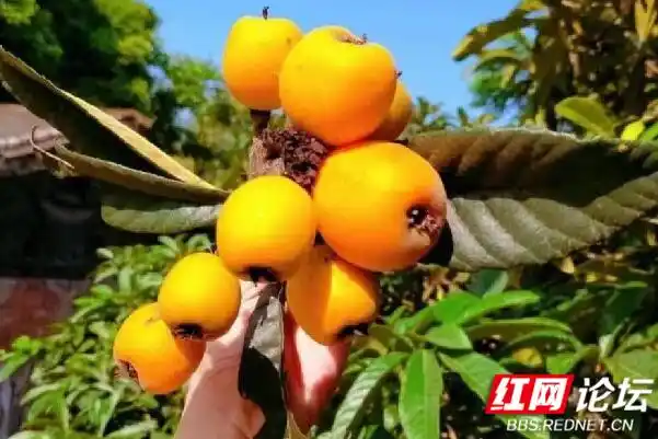 Plantation techniques