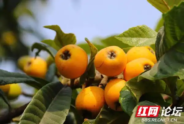 Plantation techniques