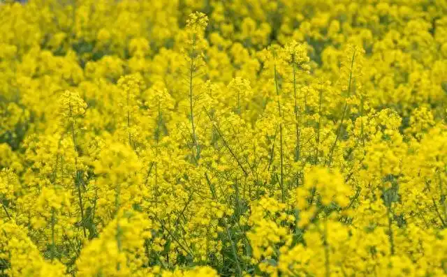 油菜心种植技术和管理