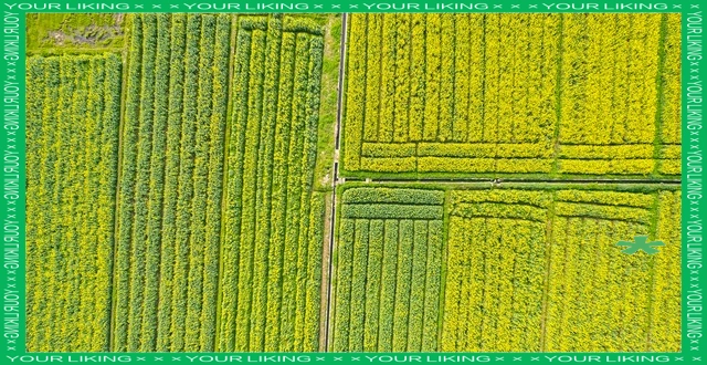 油菜心种植技术和管理