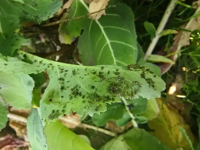 油菜心种植技术和管理