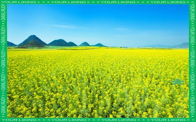 油菜心种植技术和管理