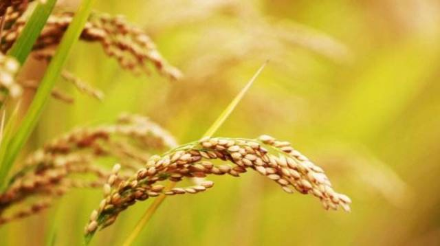 黄华占再生稻的种植技术