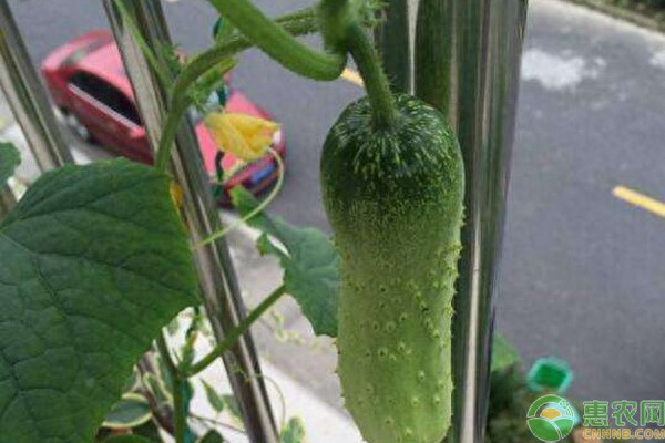 小盆栽的种植方法