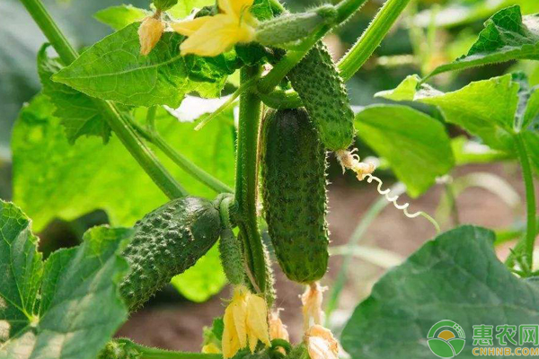 小盆栽的种植方法