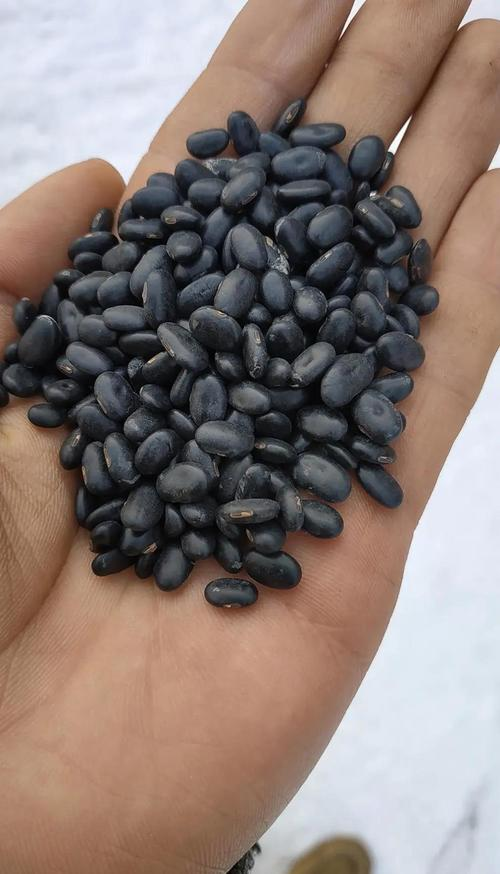 Black bean cultivation techniques