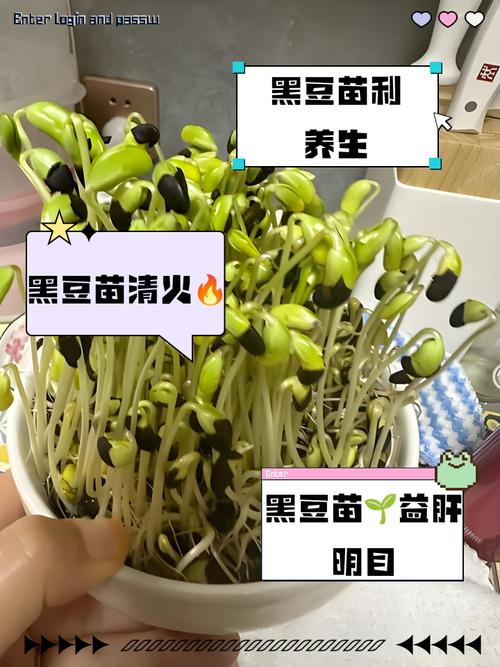 Black bean cultivation techniques