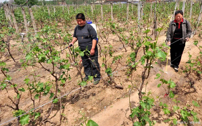 葡萄种植技术与管理
