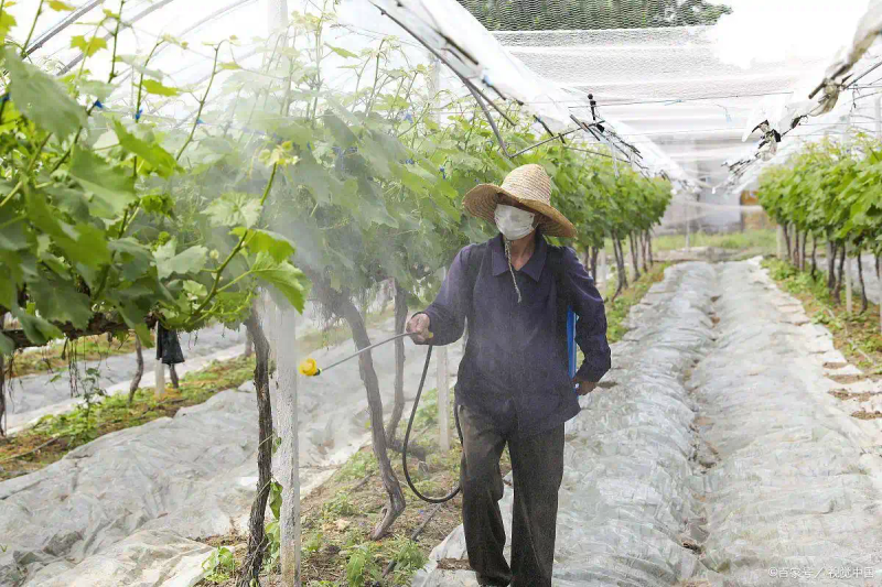 葡萄种植技术与管理
