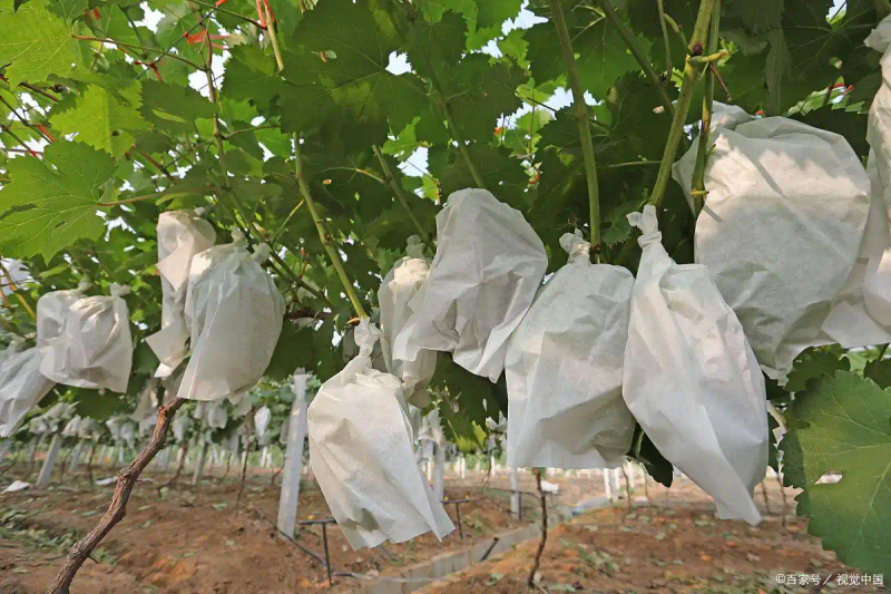 葡萄种植技术与管理