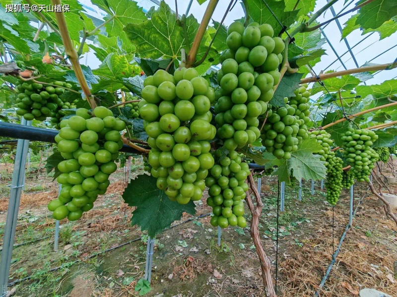 葡萄种植技术与管理